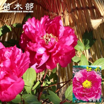 牡丹 鎌田錦 苗 販売 苗木部 By 花ひろばオンライン