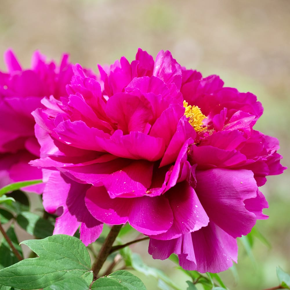 牡丹 新国色 苗 販売 苗木部 By 花ひろばオンライン