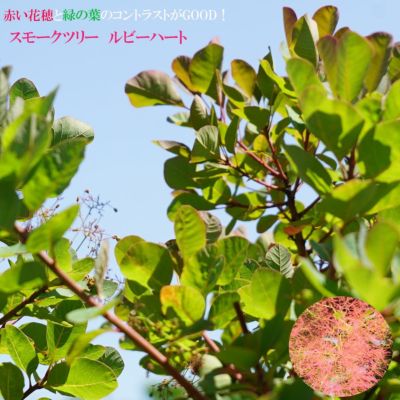 スモークツリー ホワイトボール 苗 販売 苗木部 By 花ひろば