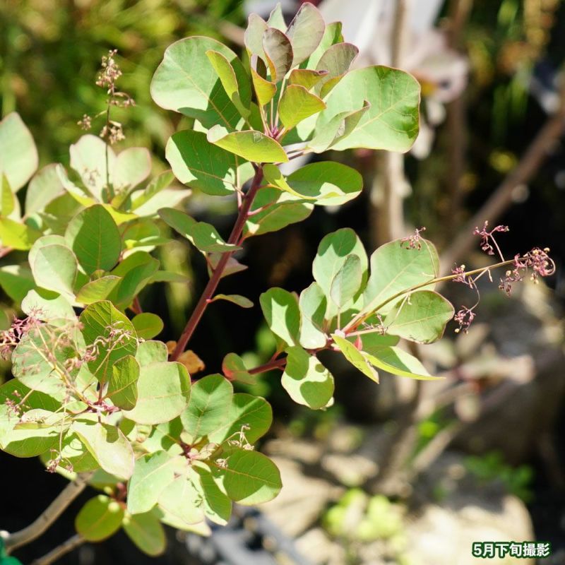 スモークツリー ルビーハート 苗 販売 苗木部 By 花ひろばオンライン