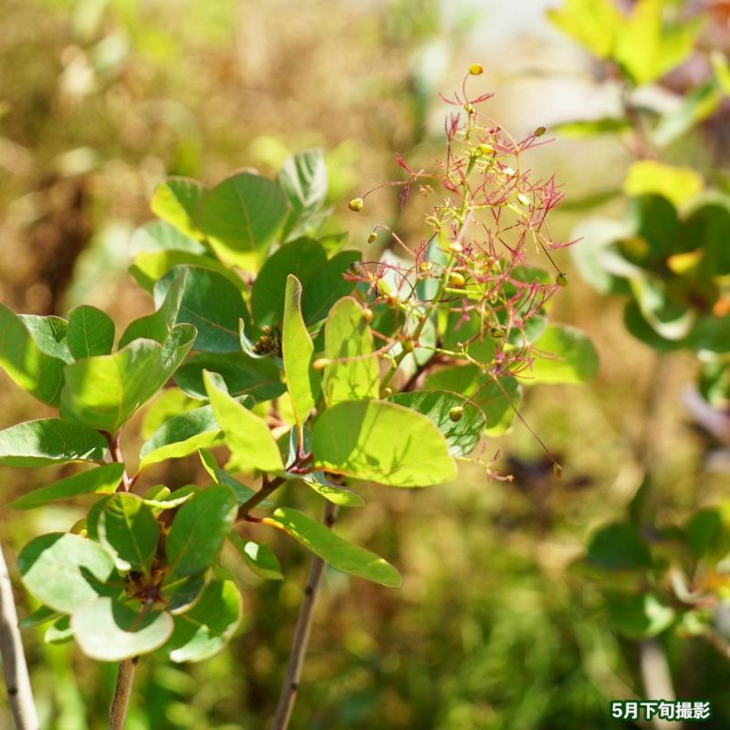 スモークツリー ルビーハート 高さ110センチ 楽天市場】【現品発送