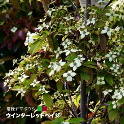 ヤシ サバルヤシの販売 苗木部 By 花ひろばオンライン