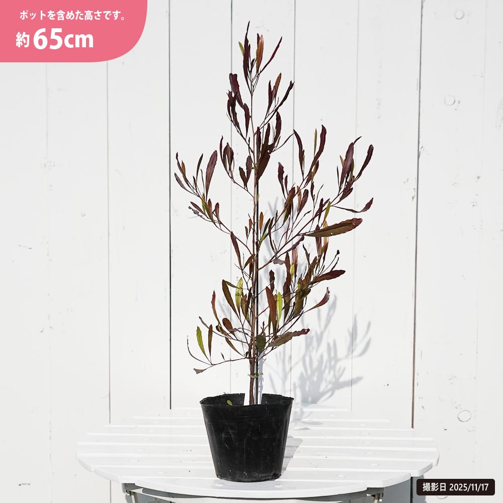 ポップブッシュ (ドドナエア) プルプレア 苗 おすすめ 苗木部 By 花