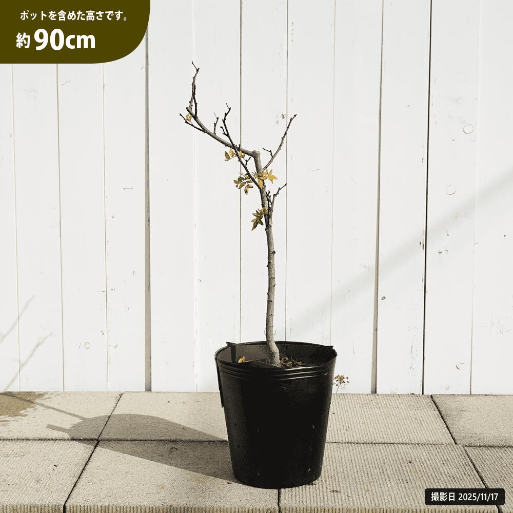 最高峰の山椒｜紀州和歌山が誇るぶどう山椒【紀奥山椒】 ぶどう山椒　高さ約90センチ