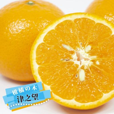 スイートレモネード レモン 苗 おすすめ 苗木部 By 花ひろばオンライン