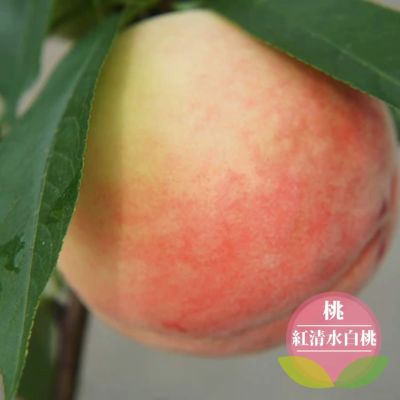 モモ 白桃 紅清水白桃 苗 販売 苗木部 By 花ひろばオンライン