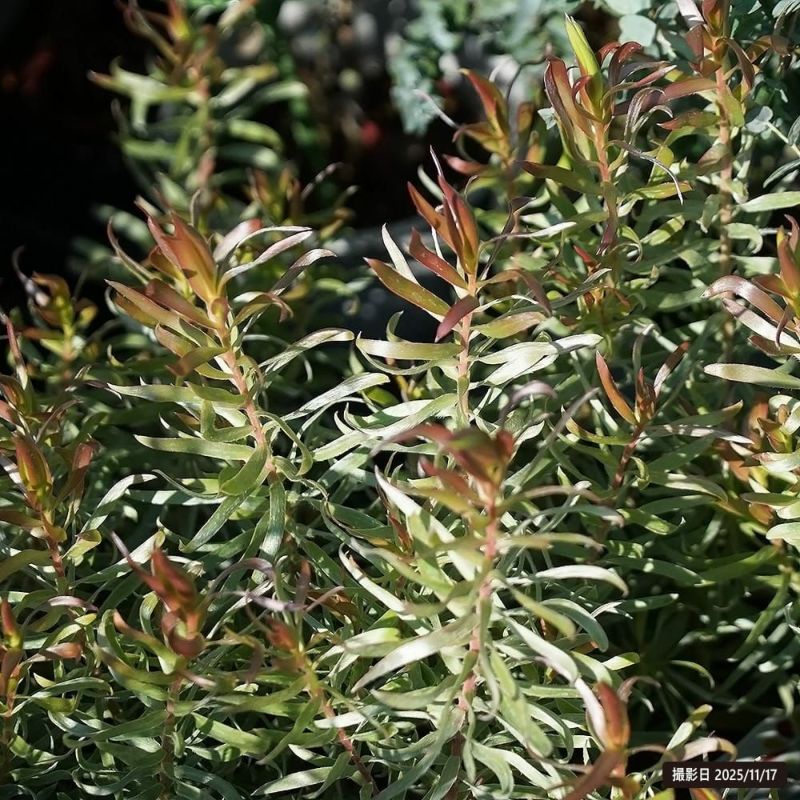 リューカデンドロン フロリダムジプシーシルバー 苗 販売 苗木部 By 花