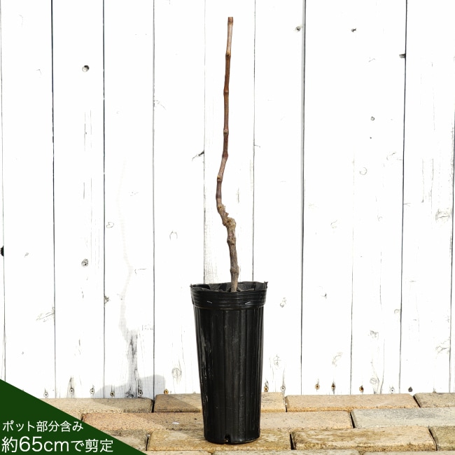 000000043559-03-l.jpg?t=