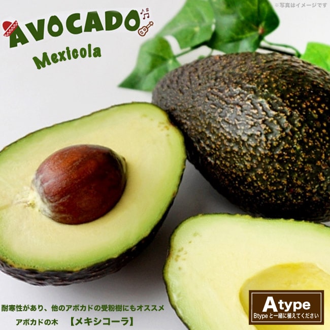 アボカド フェルテ 特大苗木 着花実績あり 心地よ
