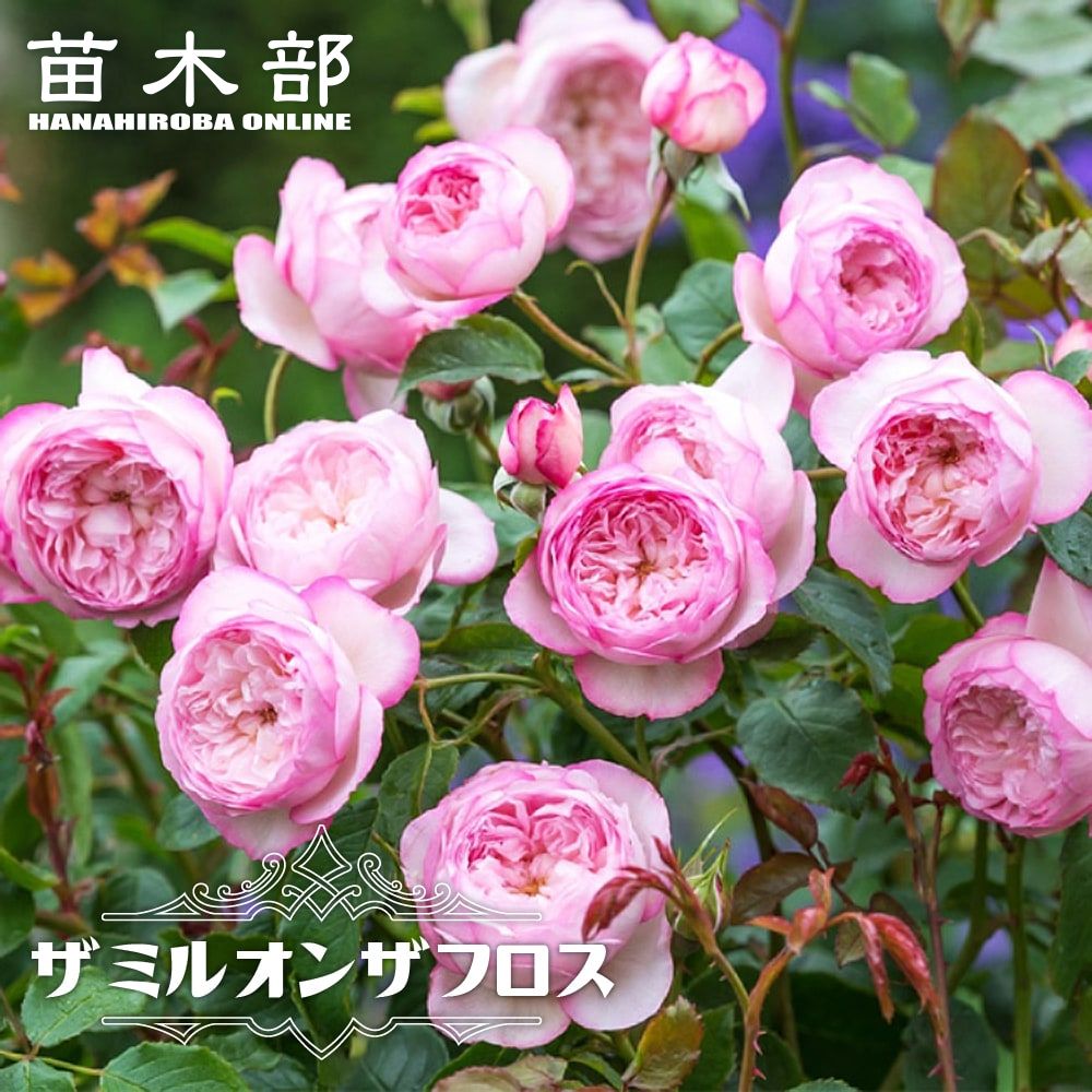 バラ 苗 販売 苗木部 By 花ひろばオンライン