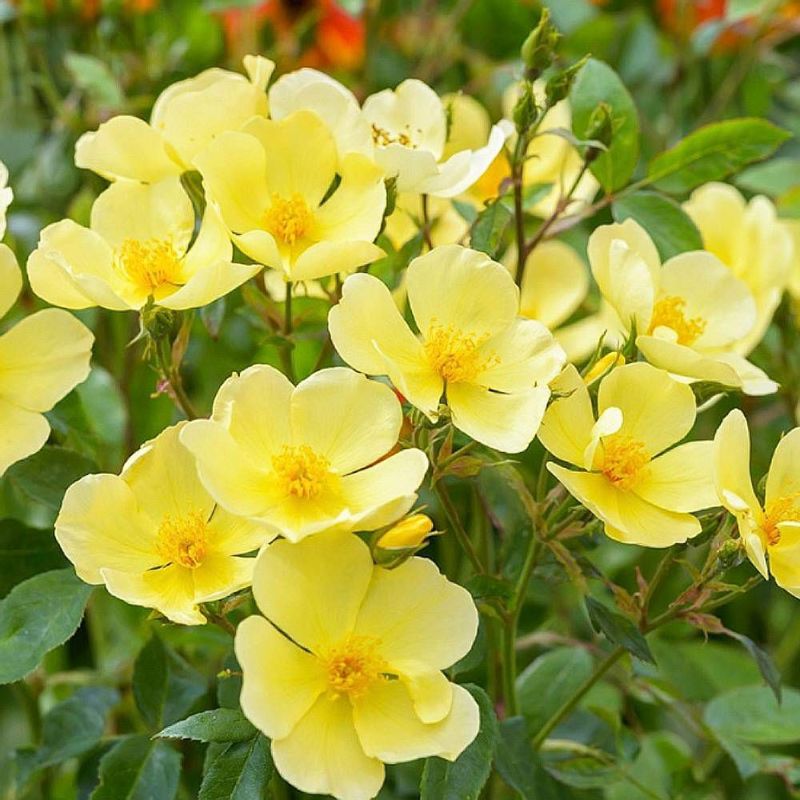 Amazon｜TRUSTTWO 緑の葉の咲く牡丹の花の花輪が付いている咲く