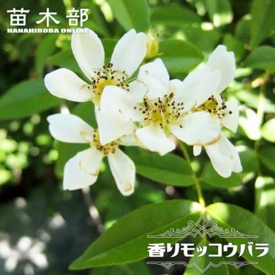 コブシ コブシ 苗 販売 苗木部 By 花ひろばオンライン