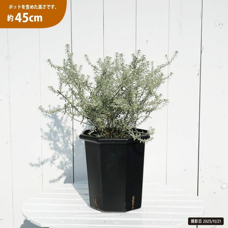 ウエストリンギアスモーキーホワイトとユーカリアルビダ苗木2種セット