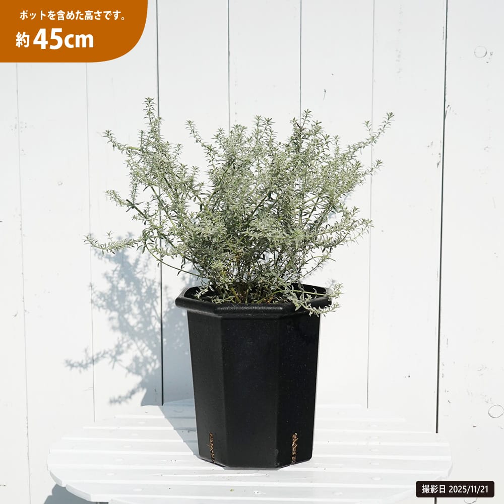 フェイジョア 1.5m 株立ち大苗 【大型宅配便】 沖縄・離島不可 | 苗木