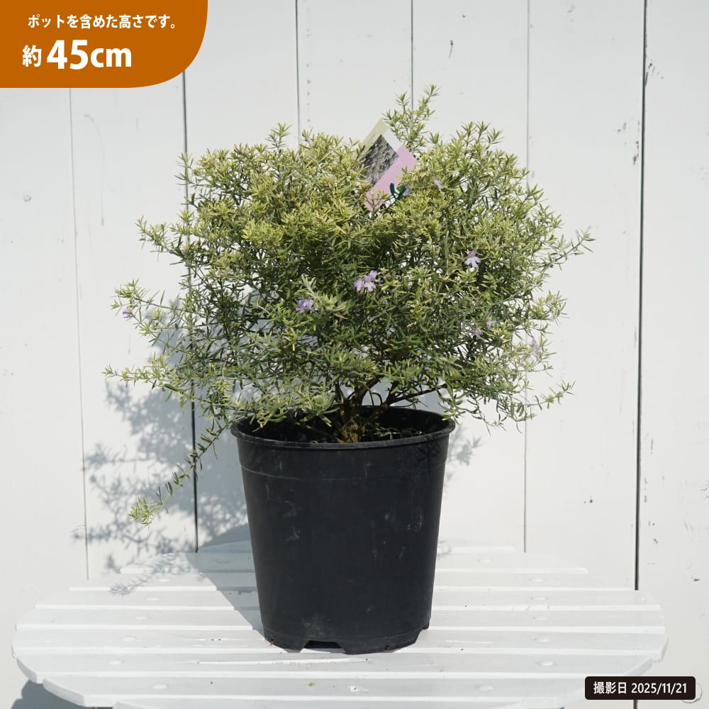 ウエストリンギア 緑葉白花の通販 苗木部 By 花ひろばオンライン