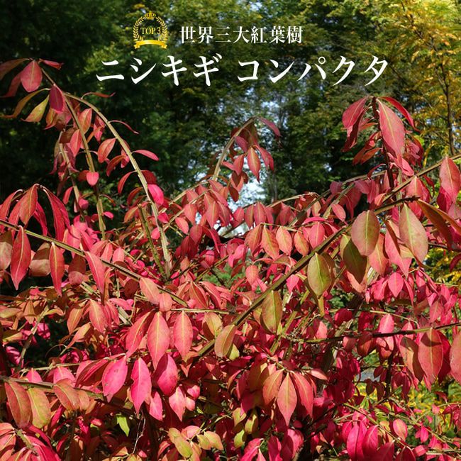 2 山採り ニシキギ - artisaninvention.com