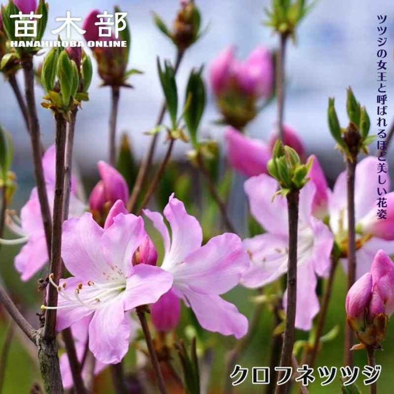 000000143862-01-l.jpg?t=