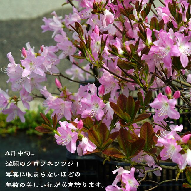 クロフネツツジ/大株【現品発送】管理70768 クロフネツツジ/大株【現品発送】管理70768 - メルカリ