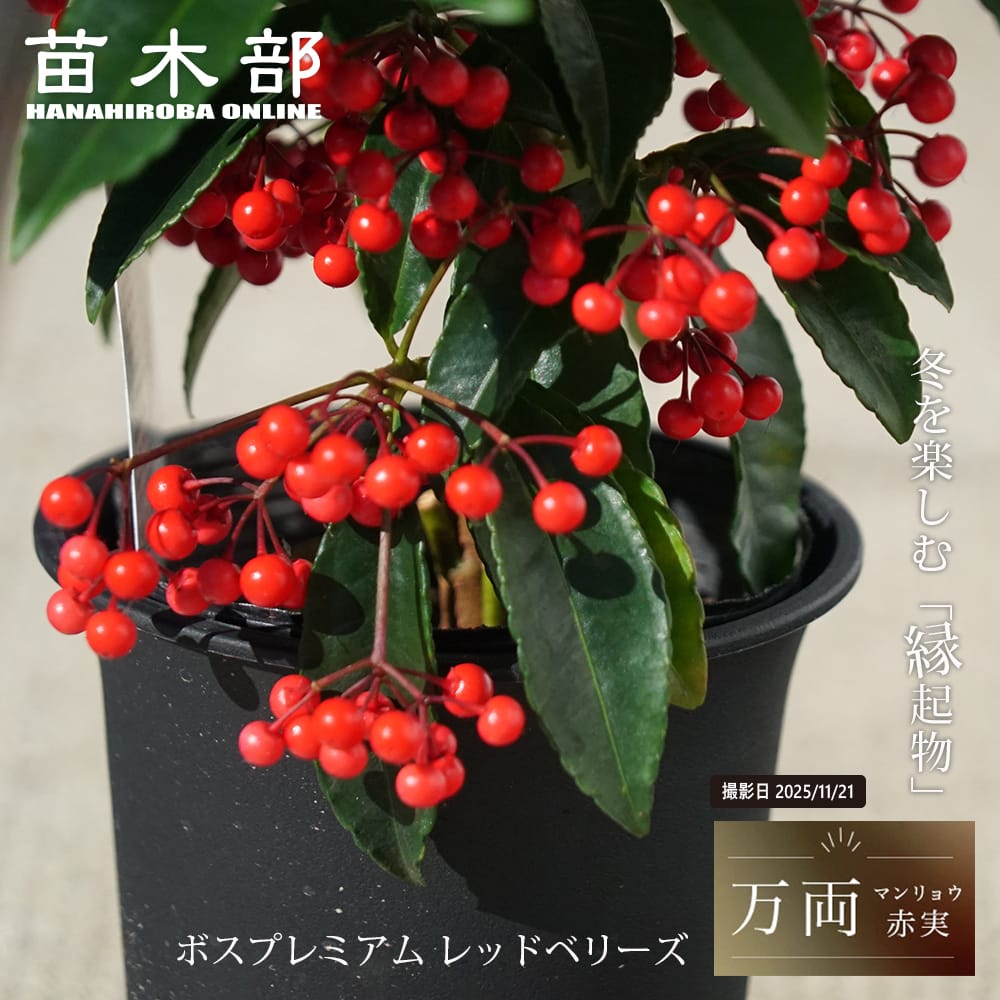 マンリョウ タカラブネ 苗 販売 苗木部 By 花ひろばオンライン