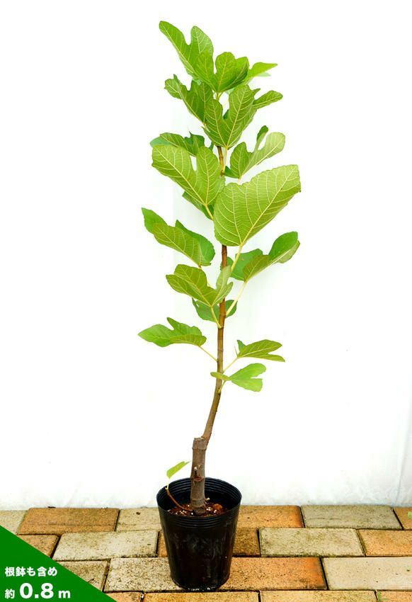 000000143869-03-l.jpg?t=