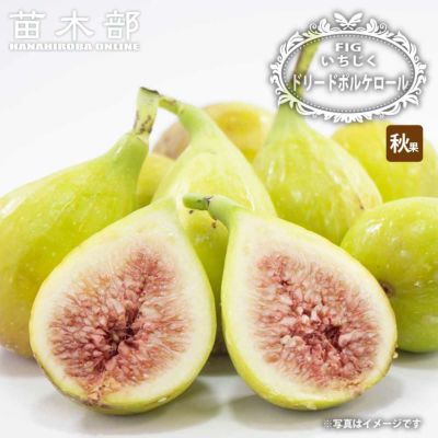 果樹全種一覧 | 苗木部 本店 By 花ひろばオンライン