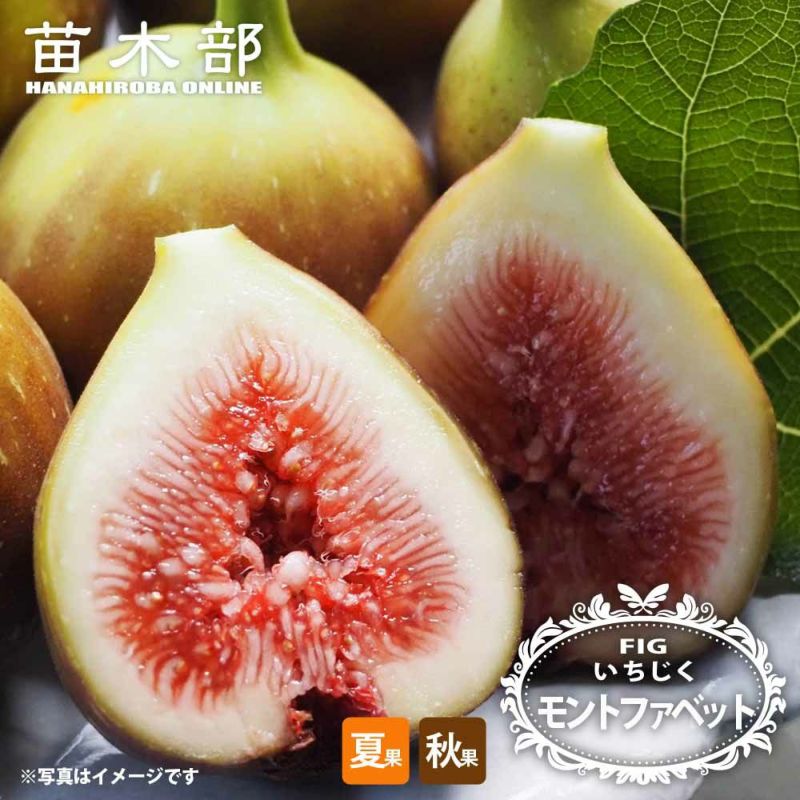 イチジク 夏秋兼用種 モントファベット 苗 販売 苗木部 By 花ひろば