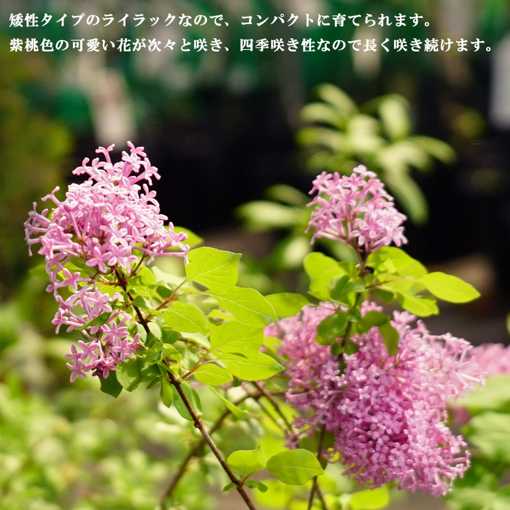 サルスベリ 紫花 苗 販売 苗木部 By 花ひろばオンライン