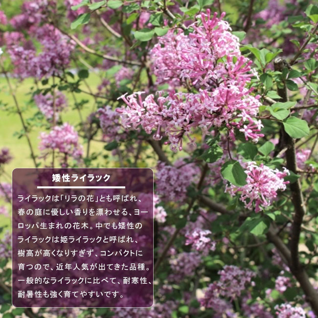 サルスベリ 紫花 苗 販売 苗木部 By 花ひろばオンライン