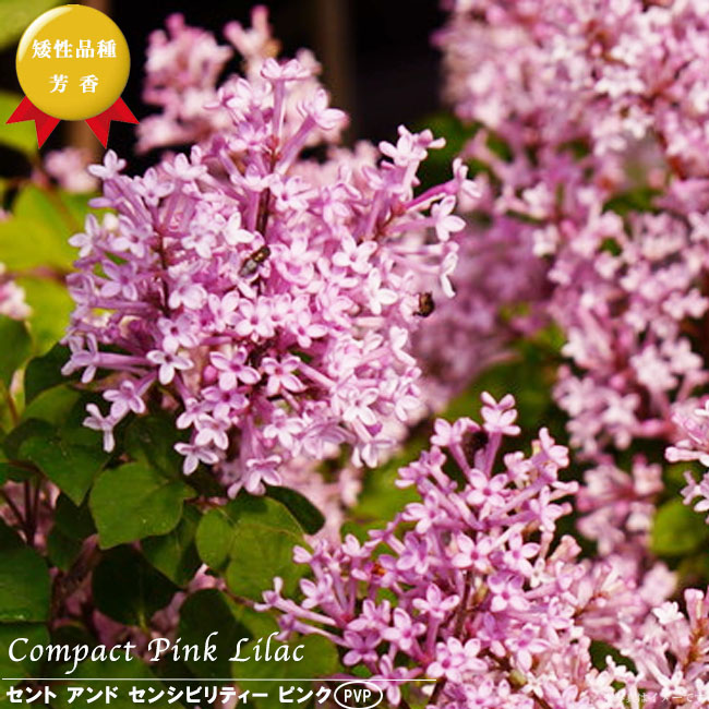 ライラック 苗木部 本店 By 花ひろばオンライン