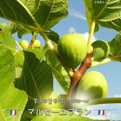 イチジク 初心者におすすめ 果樹苗専門店の通販 苗木部 By 花ひろばオンライン本店