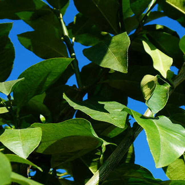 ベルガモットオレンジ オレンジ 苗 販売 苗木部 By 花ひろばオンライン