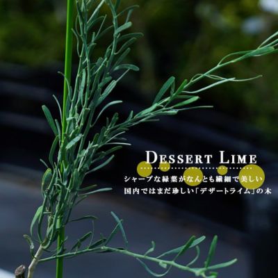 ライム 苗 植え方 苗木部 By 花ひろばオンライン ライム 苗 植え方 苗木部 By 花ひろばオンライン