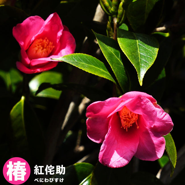 000000044216-01-m.jpg?t=