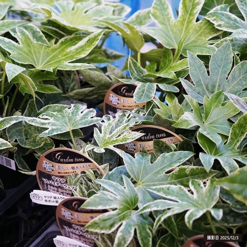 ヤツデ スパイダーウェブ 苗 販売 苗木部 By 花ひろばオンライン