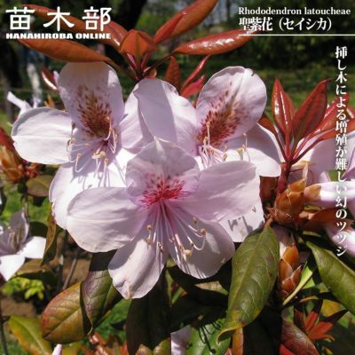 金子玄海ツツジ 苗 販売 苗木部 By 花ひろばオンライン