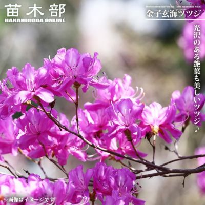 オンツツジ 苗 販売 苗木部 By 花ひろばオンライン