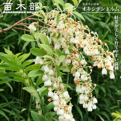 アメリカハナズオウ フォレストパンジー 苗 販売 苗木部 By 花ひろば