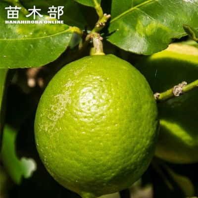 ライム 苗 育て方 苗木部 By 花ひろばオンライン