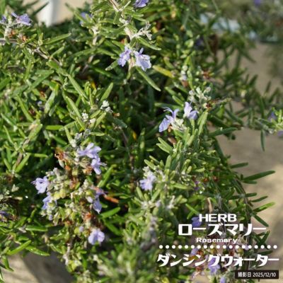 チョウセンニンジン 苗 販売 苗木部 By 花ひろばオンライン