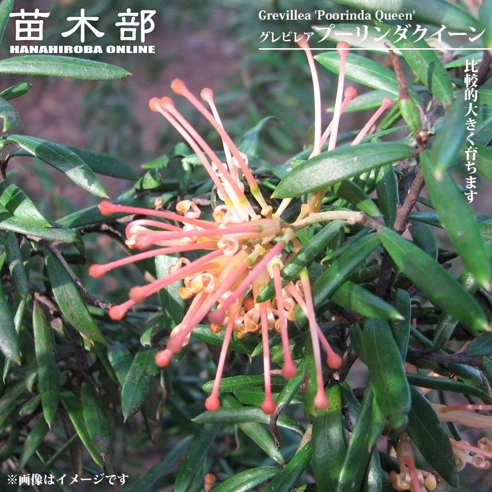 グレビレア ラベンダーグレヴィレア プーリンダクイーン 苗 販売 苗木部
