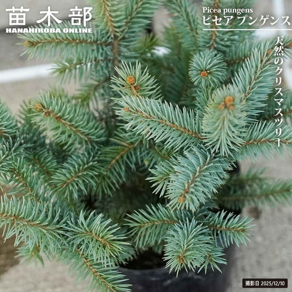 トウヒ ピセアプンゲンス 苗 販売 苗木部 By 花ひろばオンライン