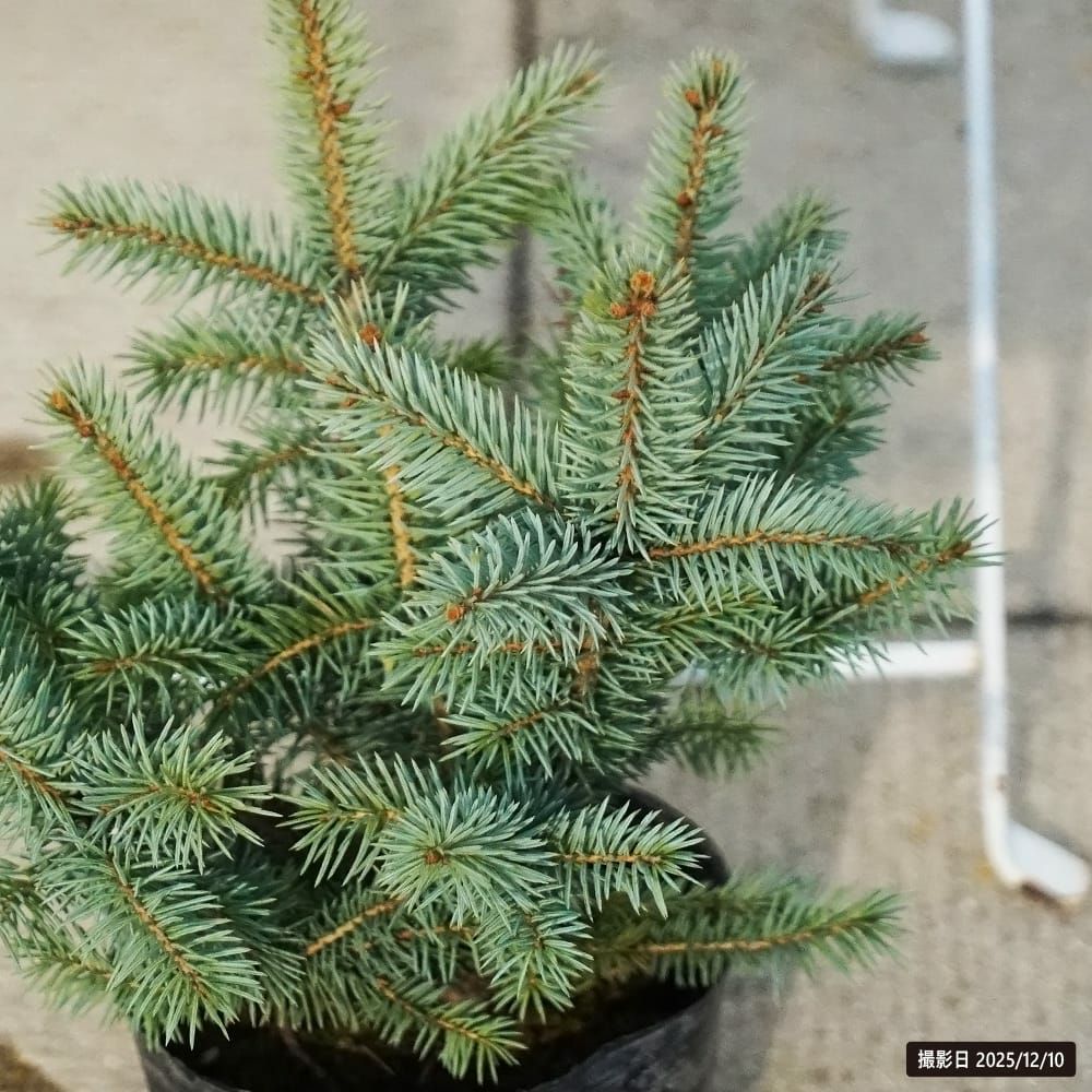 トウヒ ピセアプンゲンス 苗 販売 苗木部 By 花ひろばオンライン