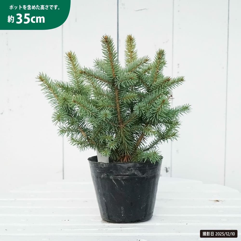 トウヒ ピセアプンゲンス 苗 販売 苗木部 By 花ひろばオンライン