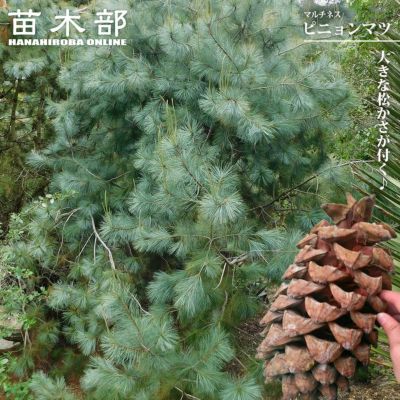 チョウセンニンジン 苗 販売 苗木部 By 花ひろばオンライン