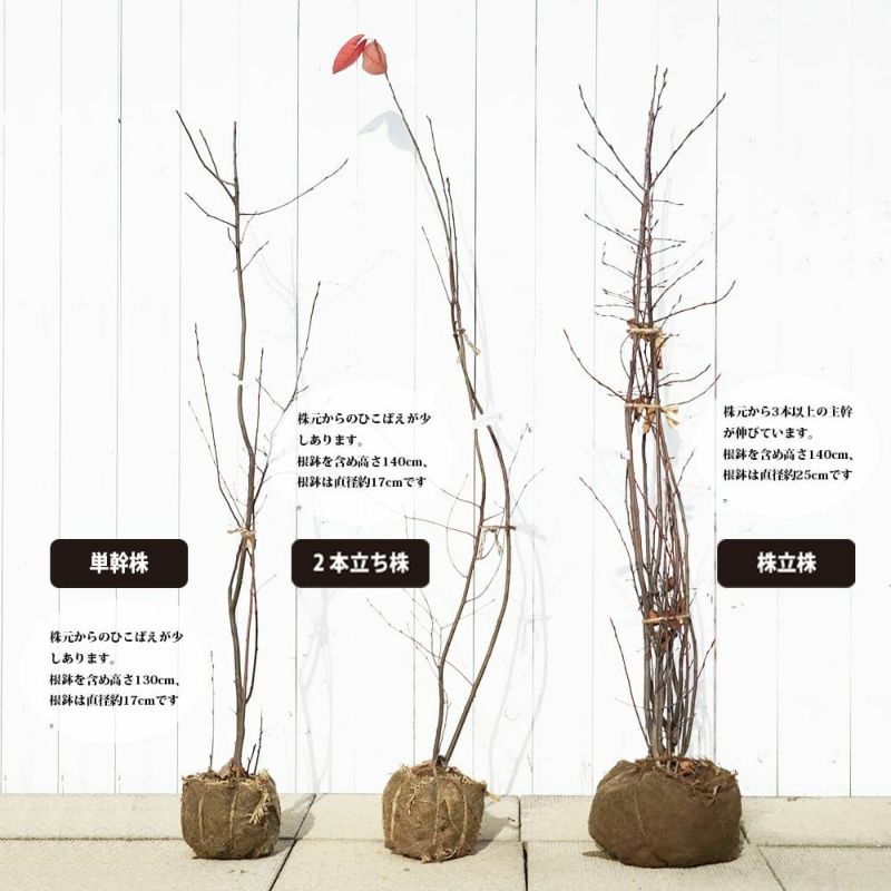 ジューンベリー 実生 苗 おすすめ 苗木部 By 花ひろばオンライン