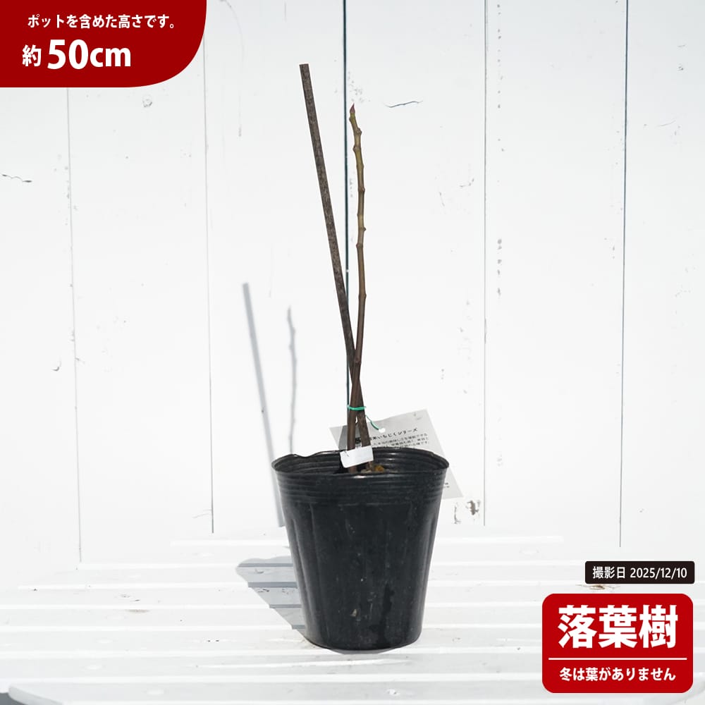 イチジク 夏秋兼用種 ハニードロップ 苗 販売 苗木部 By 花ひろば