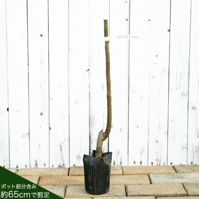 000000144689-02-l.jpg?t=