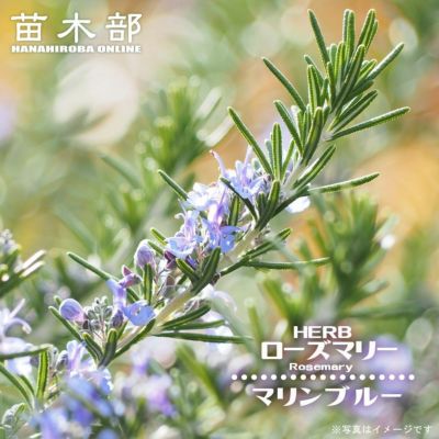 チョウセンニンジン 苗 販売 苗木部 By 花ひろばオンライン