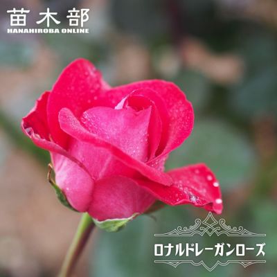 バラ苗 | 苗木部 本店 By 花ひろばオンライン