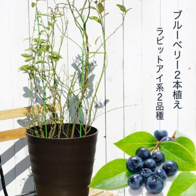 アベックブルーベリー 2本植え フレグラーポット ラビットアイ系 苗木部 By 花ひろばオンライン